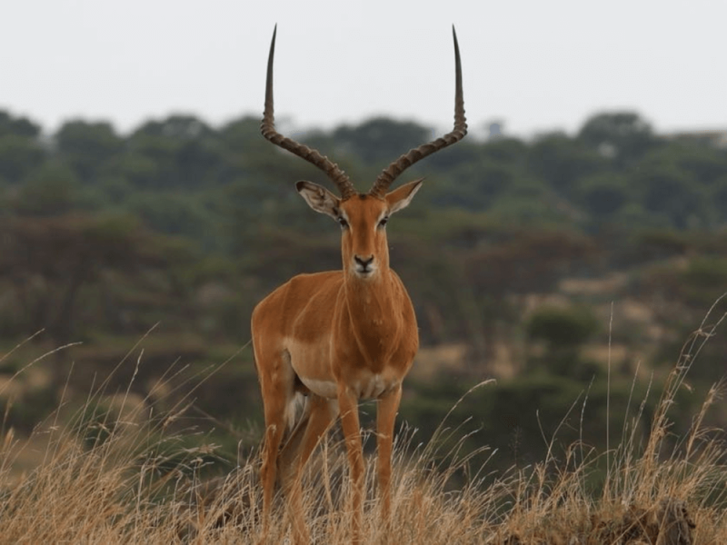 antelope