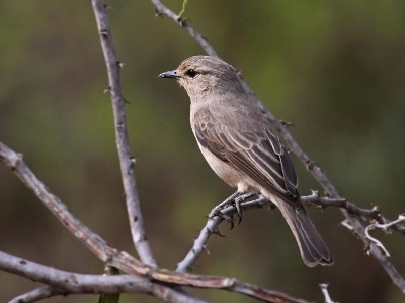 birdlife safari