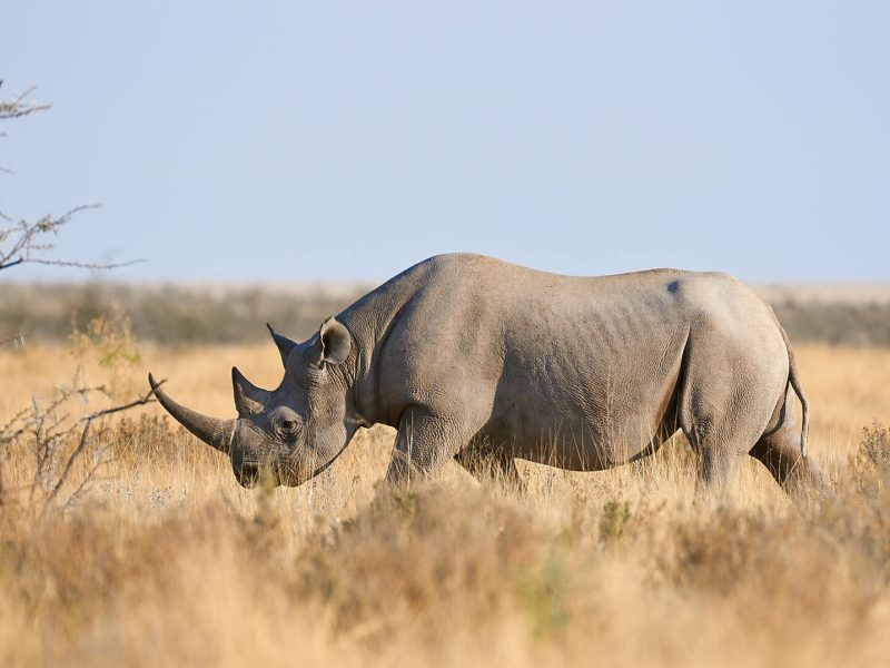 black rrhino