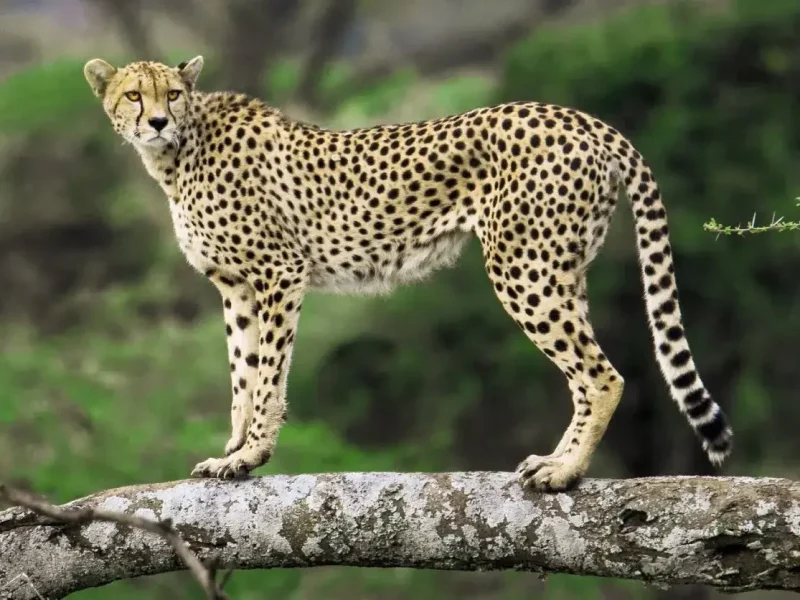 cheetah safari