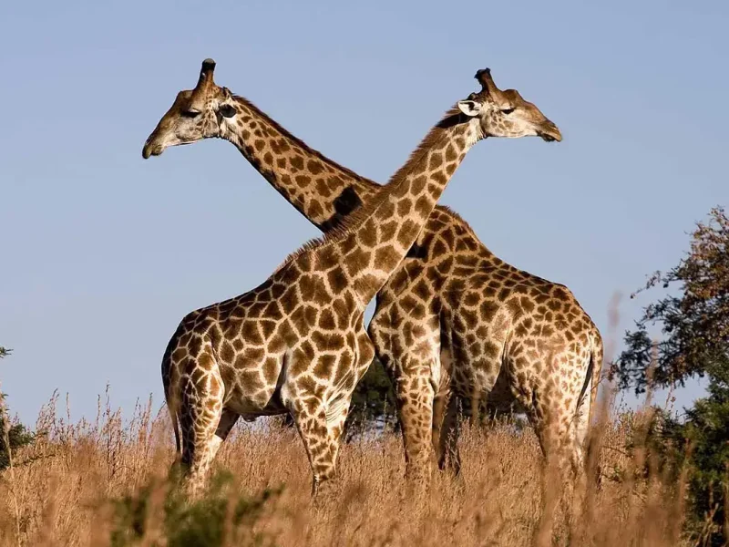 giraafe