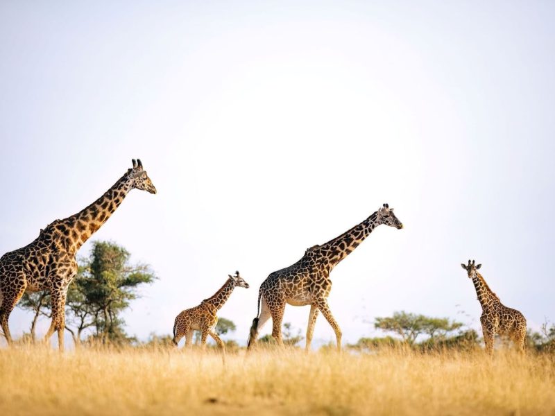 giraffee