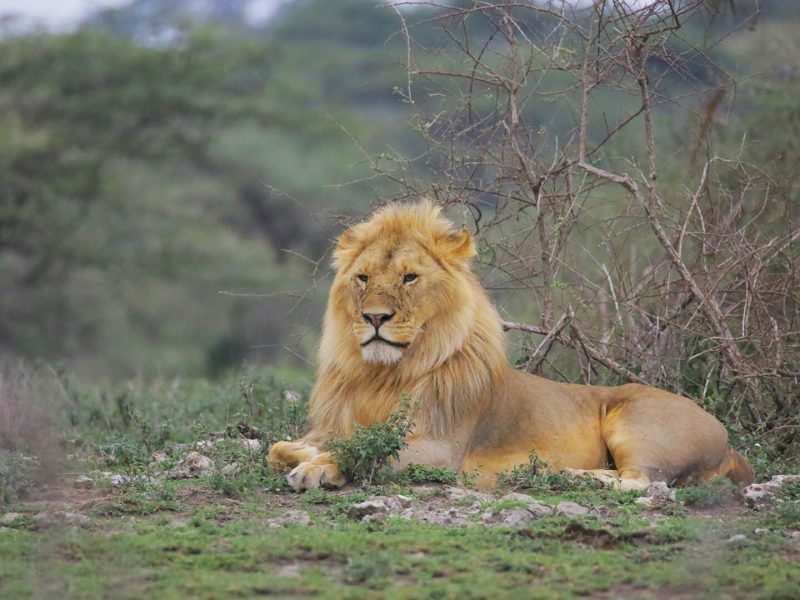 lion
